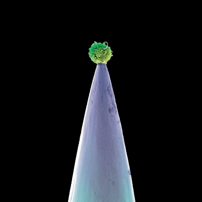 Peter Gabriel - New Blood